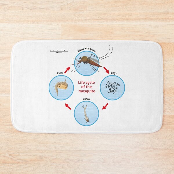 Item preview, Nature, life cycle of the mosquito stilt. Ideal for informational and institutional related sanitation and care designed and sold by LucianoCosmo.