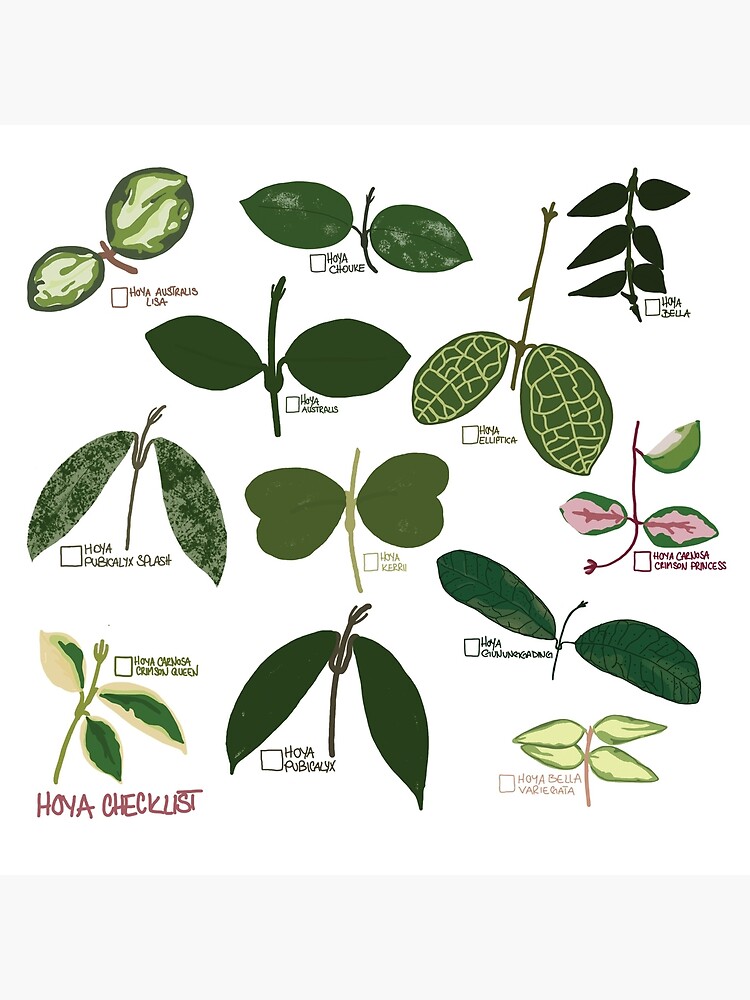 Hoya Species Print Houseplant Varieties ID Chart Featuring 
