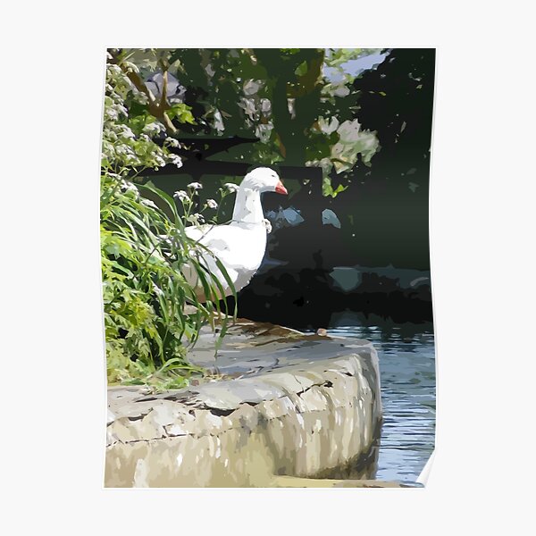 Peeking Duck Poster