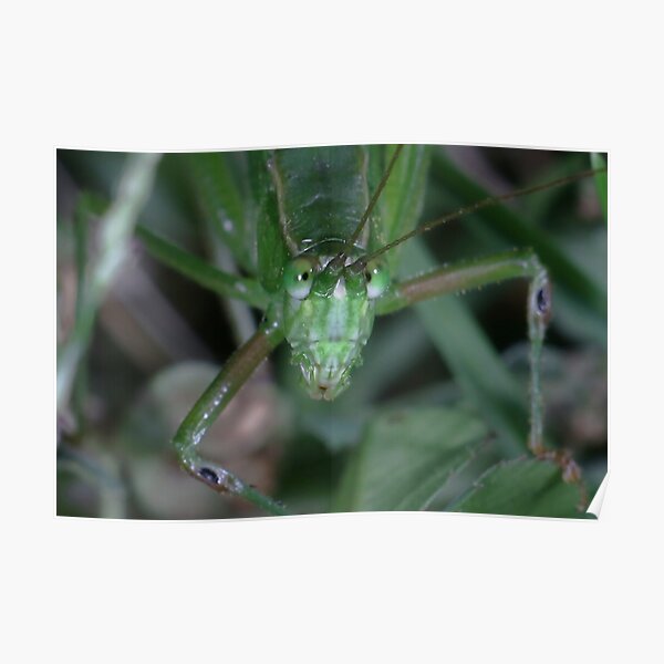 Fork-tailed Bush Katydid (Scudderia furcata) Poster