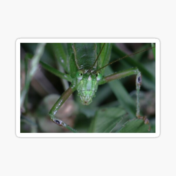 Fork-tailed Bush Katydid (Scudderia furcata) Sticker