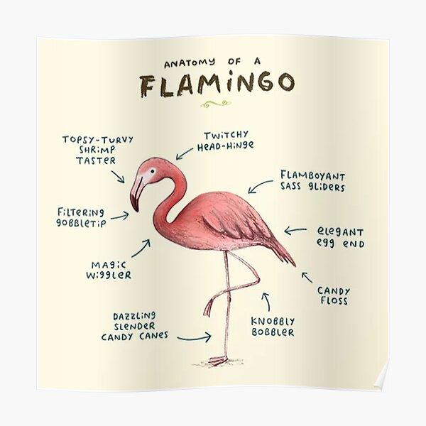 Flamingo Anatomy Posters Redbubble
