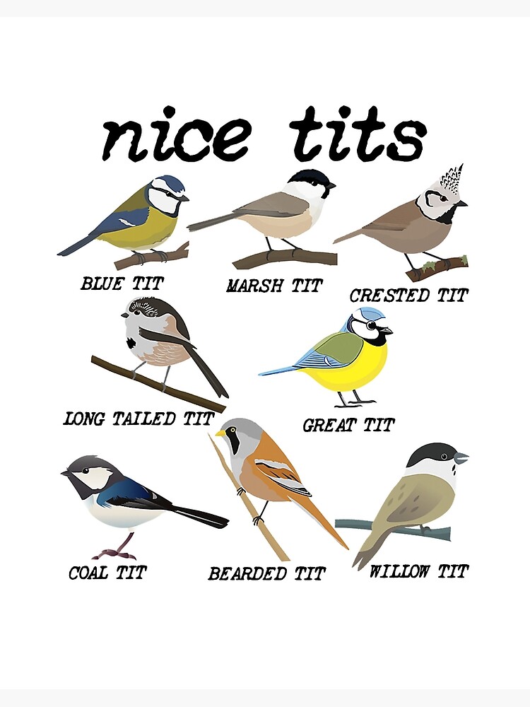 A Couple of Tits Hanging Out Blue Tit Funny Greeting Card Funny