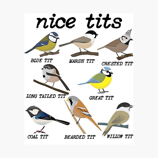 Nice Tits Bird Birds Watching Tit Nature Round Beach Towel