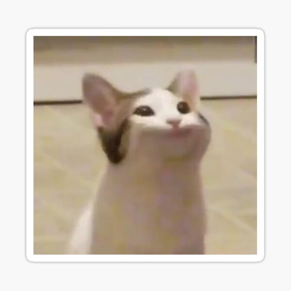 Funny Cat PFP - Funny PFP with Cat for TikTok, Discord, Instagram etc.