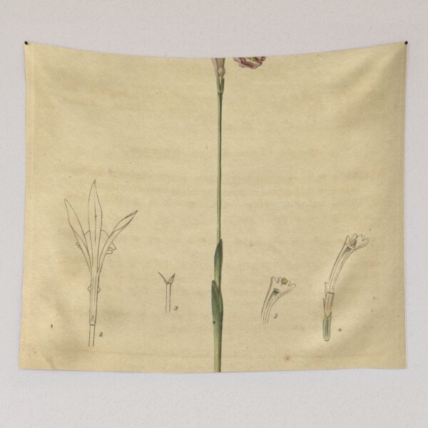 Item preview, Arethusa bulbosa Curtis' 48 pl. 2204 (1821) designed and sold by EsotericBotanic.