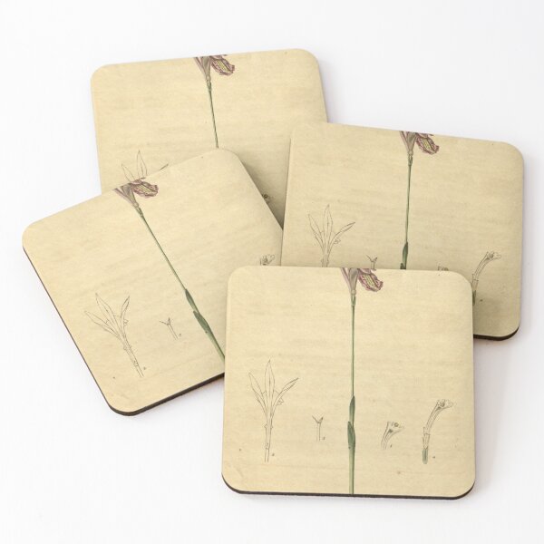 Item preview, Arethusa bulbosa Curtis' 48 pl. 2204 (1821) designed and sold by EsotericBotanic.