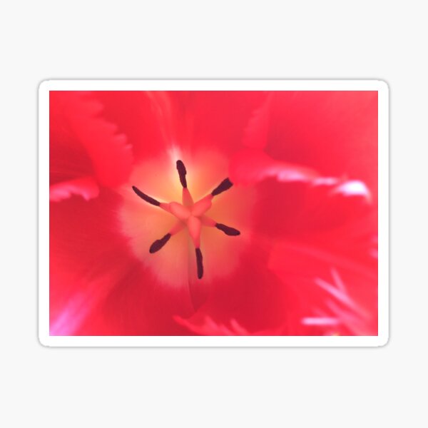 Spring Promise Sticker