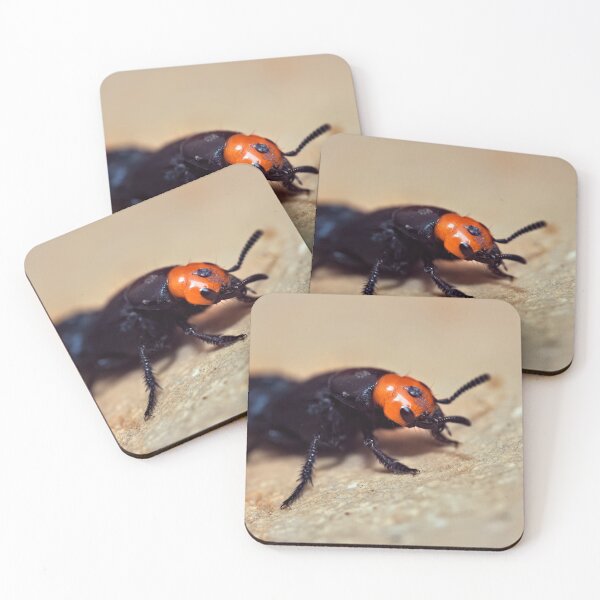 Item preview, Creophilus erythrocephalus insect macro photo designed and sold by hendrikspix.