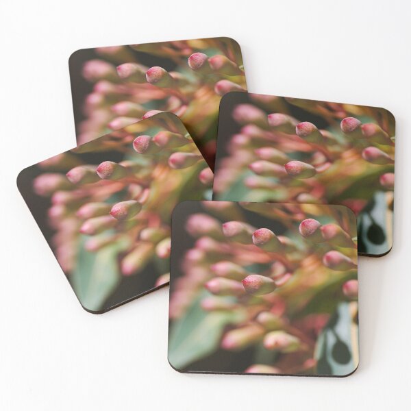 Item preview, Corymbia Ficifolia Eucalyptus With Buds designed and sold by Joy Watson - Natural Light Photography .