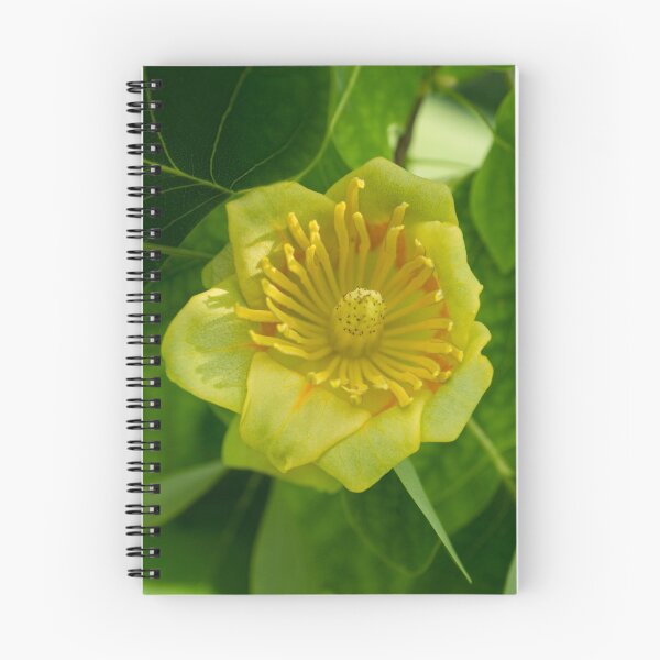 Item preview, Canadian Exotics - Extravagant Tulip Tree Bloom designed and sold by Georgia Mizuleva.