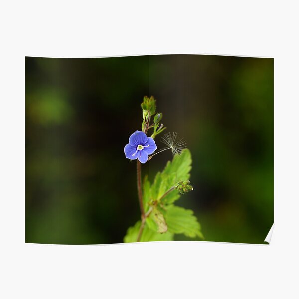 Germander Speedwell Poster