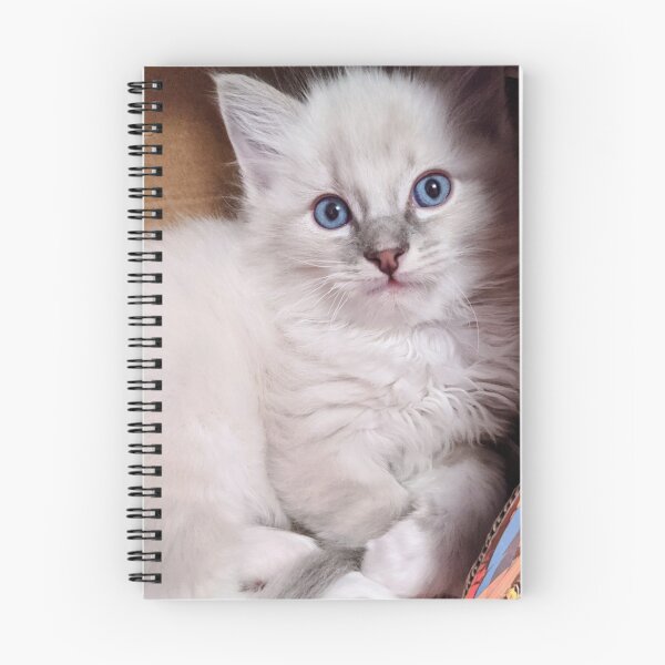 Item preview, Ragdoll kitten designed and sold by Fluffycat2020.