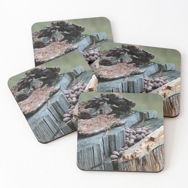 Item preview, Stashing my Nuts designed and sold by Susie Kramer.