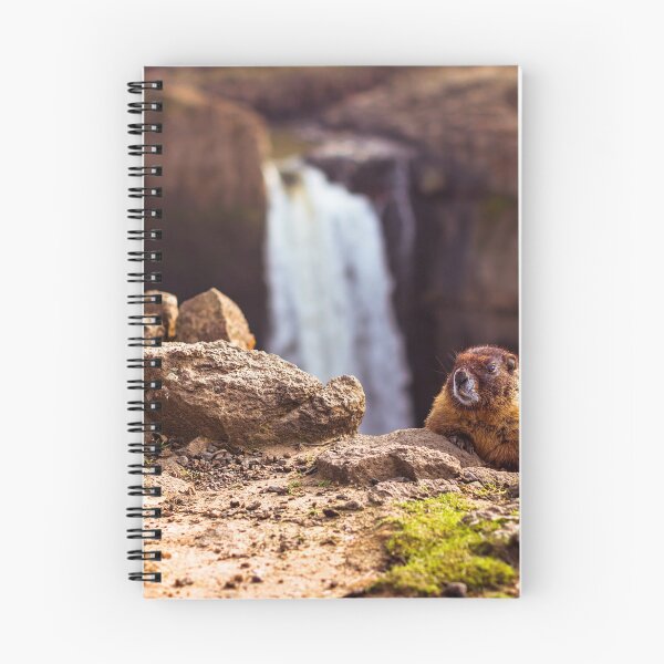 Item preview, Curious Marmot designed and sold by Joshua Snyder.
