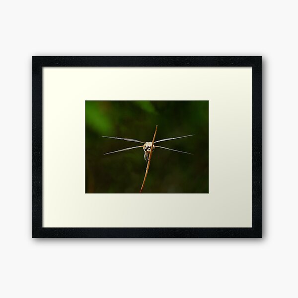 Frontal view of a flat-bellied dragonfly Framed Art Print