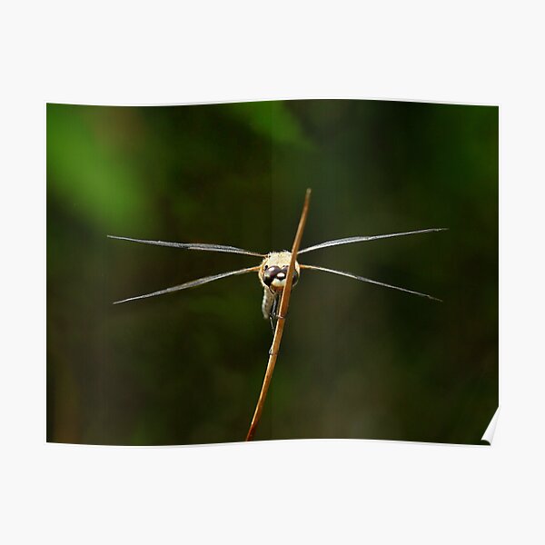 Frontal view of a flat-bellied dragonfly Poster
