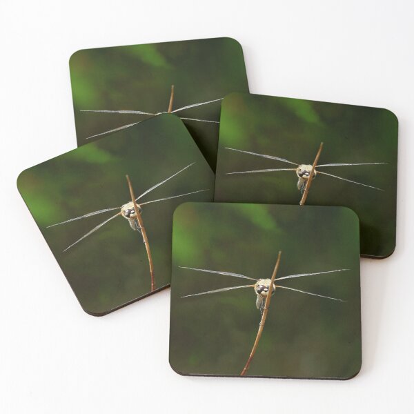 Item preview, Frontal view of a flat-bellied dragonfly designed and sold by NW-Photo-Art.