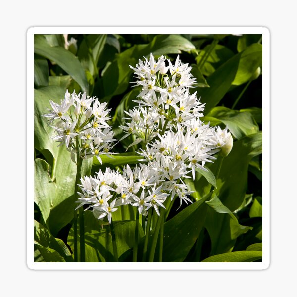 Item preview, Wild garlic designed and sold by Violaman.