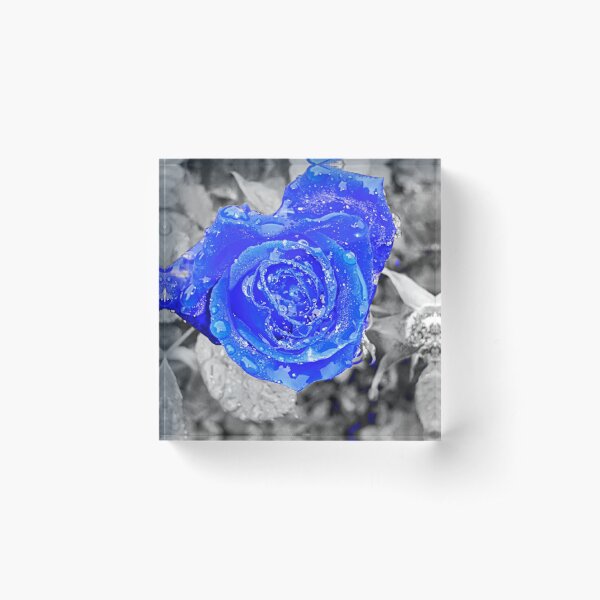 Ice blue rose Acrylic Block