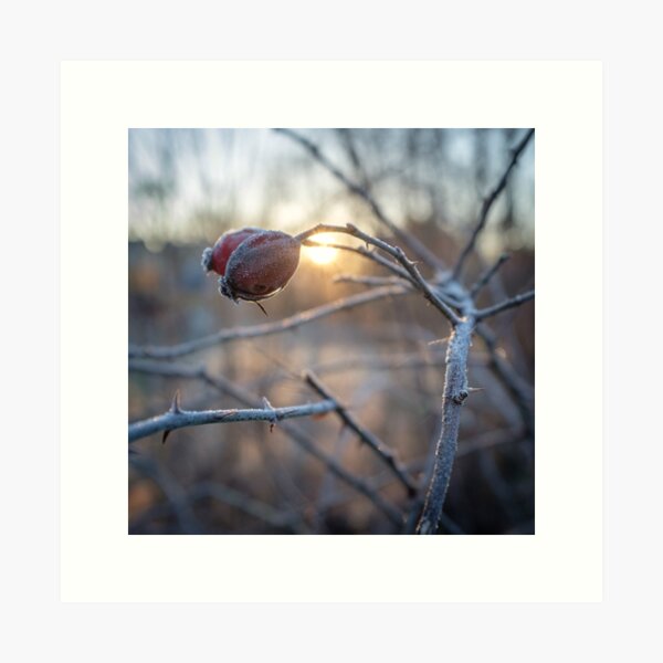 frosty rosehip on a branch Art Print