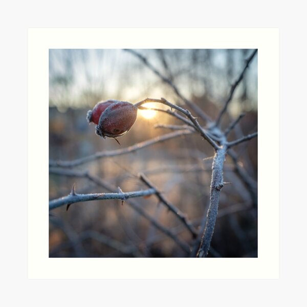 frosty rosehip on a branch Art Print