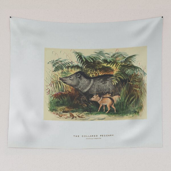 Item preview, Zoological sketches by Joseph Wolf 1861 to 1867 073 The Collard Peccary designed and sold by WetdryvacRB01.