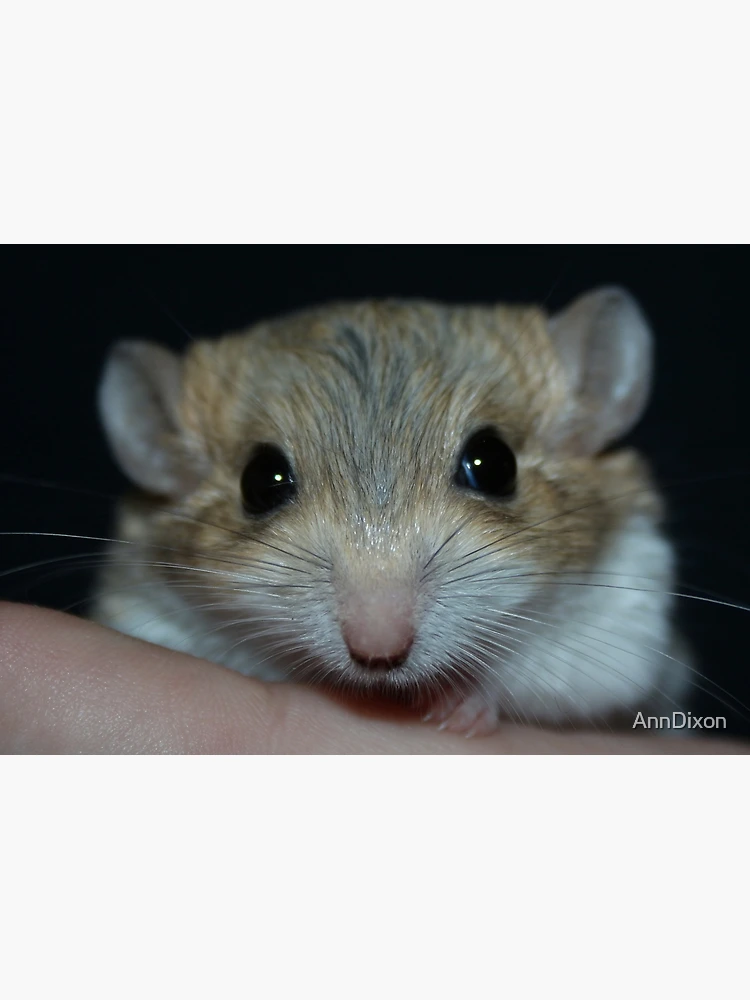 Baby Gerbil For Sale Duprasi Gerbil (6 Weeks Old) Wide Tailed