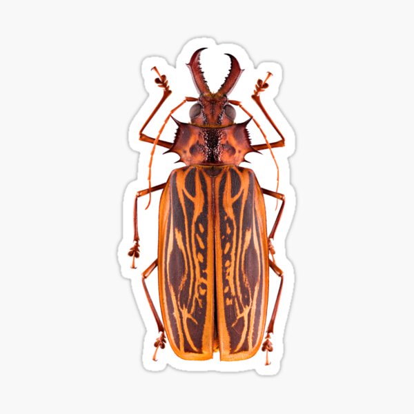 Saber-tooth Longhorn beetle (Macrodontia cervicornis) Sticker