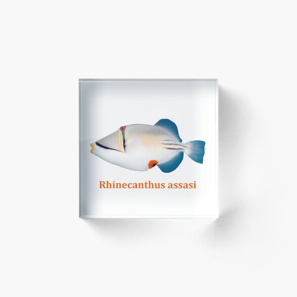 Rhinecanthus assasi - Red Sea Picasso triggerfish Acrylic Block