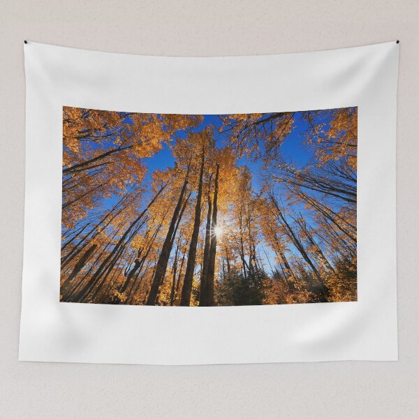 Item preview, "Sparkling Through Autumn Trees"  designed and sold by RCNaturephotos.