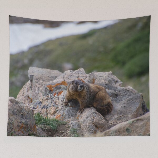 Item preview, Marmot on Rock 2 designed and sold by photosbyalexis.