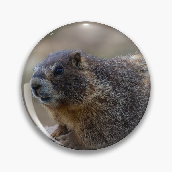 Item preview, Marmot on Rock 3 designed and sold by photosbyalexis.