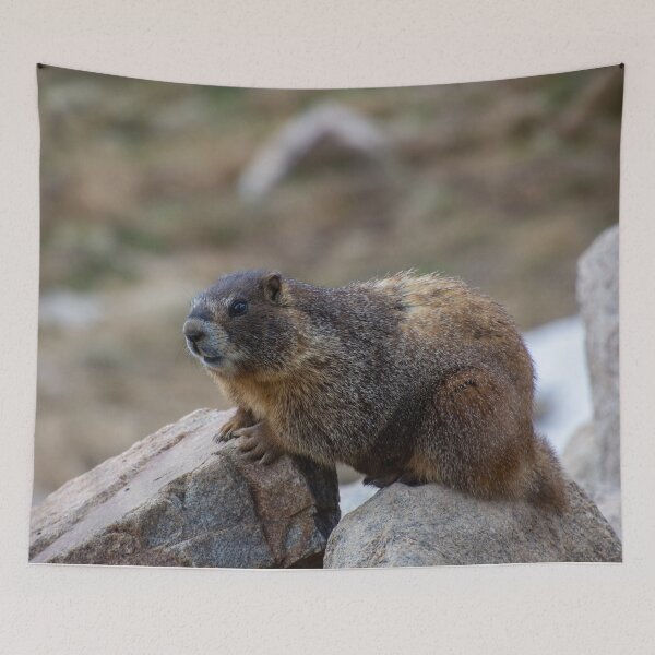 Item preview, Marmot on Rock 3 designed and sold by photosbyalexis.