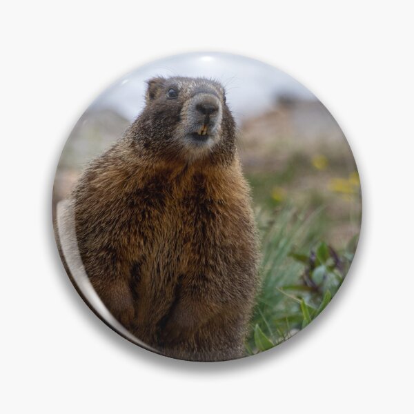 Item preview, Standing Marmot designed and sold by photosbyalexis.