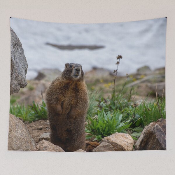 Item preview, Standing Marmot designed and sold by photosbyalexis.