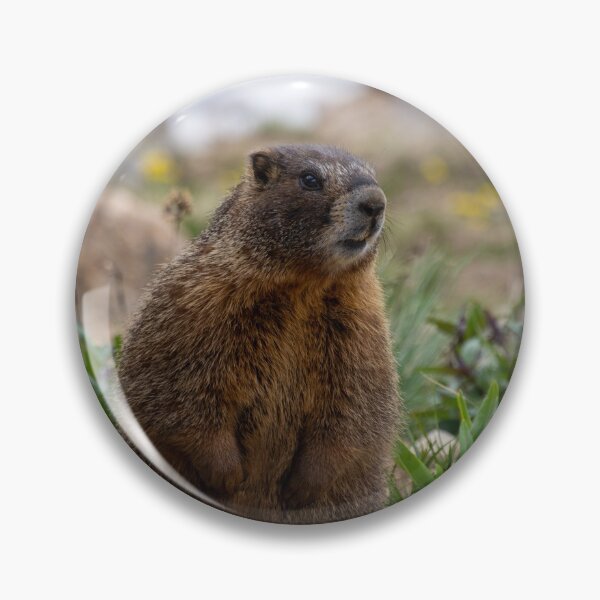 Item preview, Standing Marmot 2 designed and sold by photosbyalexis.