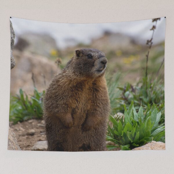 Item preview, Standing Marmot 2 designed and sold by photosbyalexis.