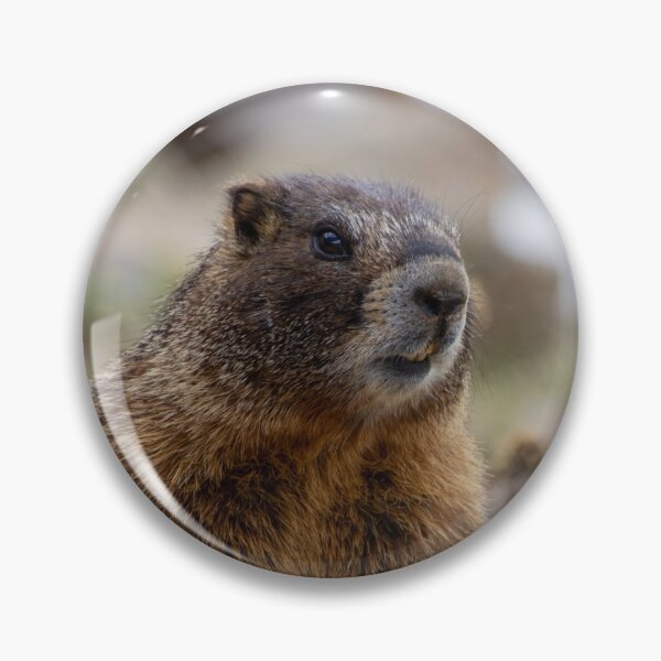 Item preview, Standing Marmot 3 designed and sold by photosbyalexis.