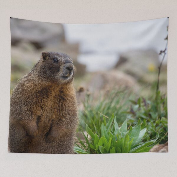 Item preview, Standing Marmot 3 designed and sold by photosbyalexis.