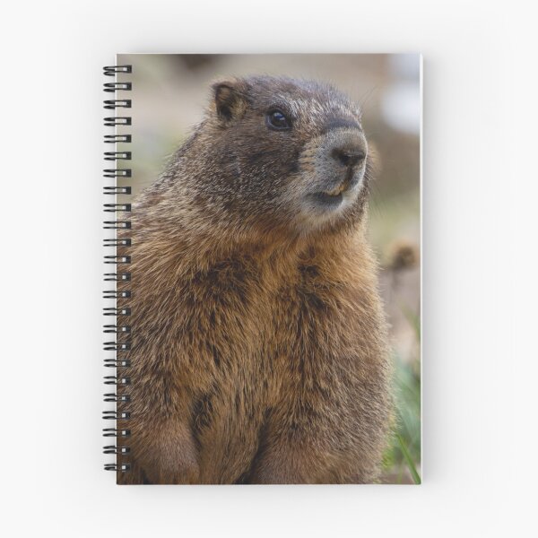 Item preview, Standing Marmot 3 designed and sold by photosbyalexis.