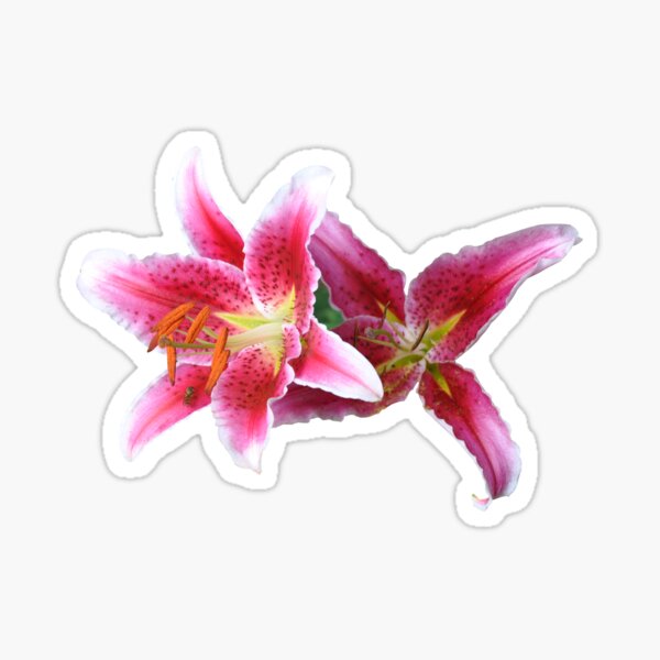Stargazer lilies duo Sticker