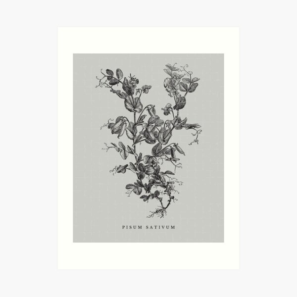 Vintage Plant Illustration I Print Art Print