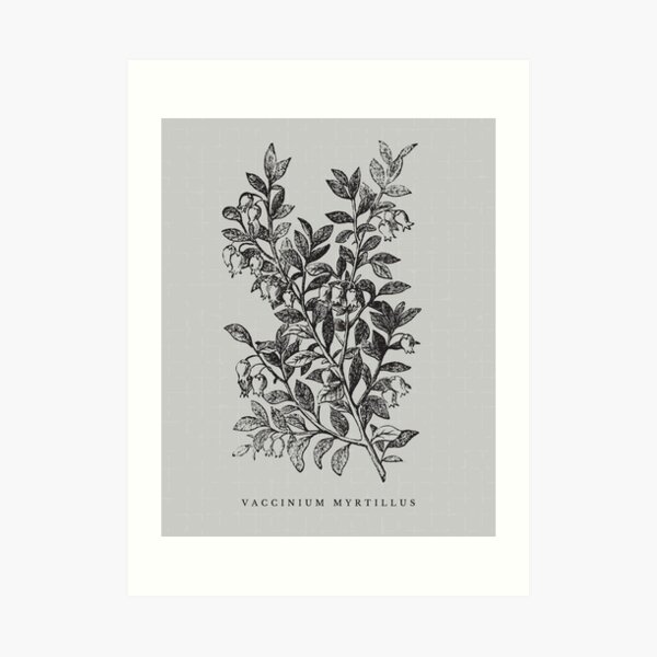 Vintage Plant Illustration II Print Art Print