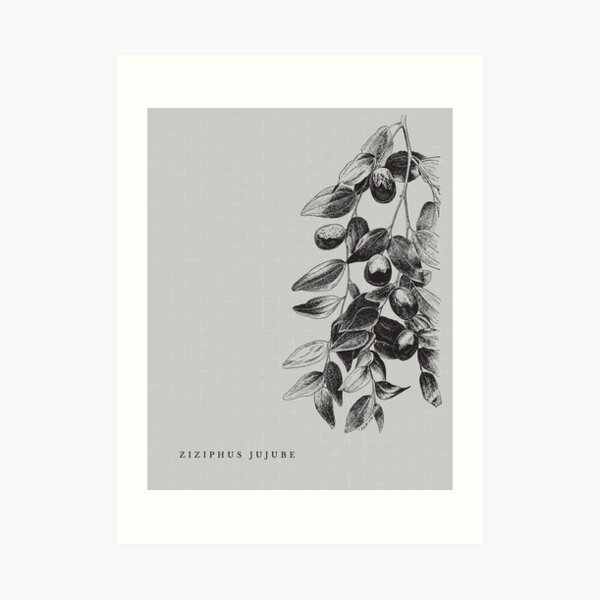 Vintage Plant Illustration IV Print Art Print