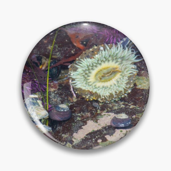 Item preview, Tide pool anemone Monterey Bay designed and sold by ProProject Manager.
