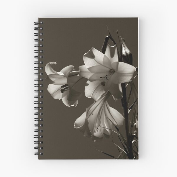 Aperçu de l'œuvre Lily in Sepia.....! créée et vendue par Roy Massicks.