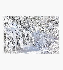 Narnia Photographic Print