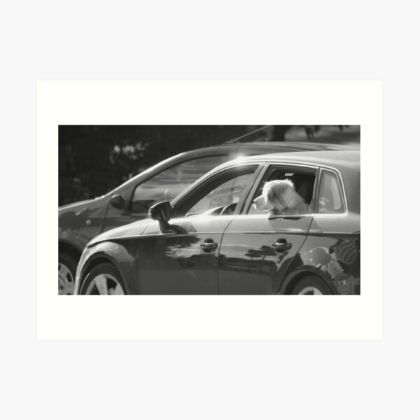 Dog Riding A Car Art Print