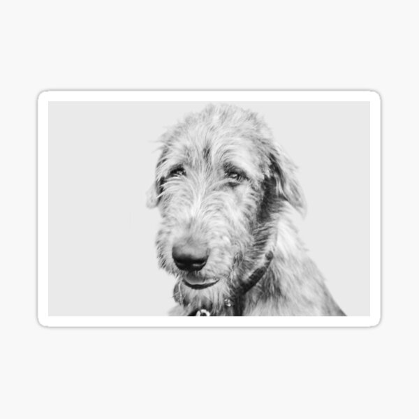 Wolfhound puppy Sticker